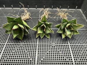 多肉植物　【特選】　3株セット　アガベ　agave titanota チタノタ『宝珠』　1