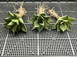 多肉植物　【特選】　3株セット　アガベ　agave titanota チタノタ『宝珠』　2