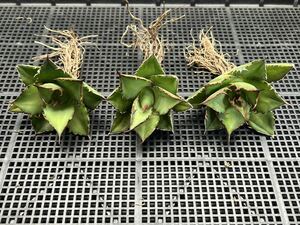 多肉植物　【特選】　3株セット　アガベ　agave titanota チタノタ『宝珠』　3