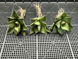 多肉植物　【特選】　3株セット　アガベ　agave titanota チタノタ『宝珠』　4