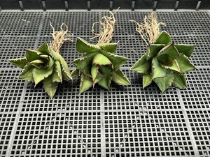 多肉植物　【特選】　3株セット　アガベ　agave titanota チタノタ『宝珠』　5