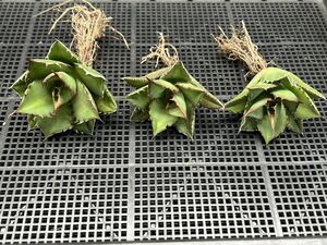 多肉植物　【特選】　3株セット　アガベ　agave titanota チタノタ『宝珠』　2