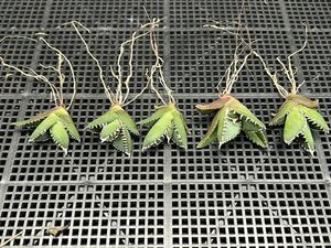 【輝泊園】【期間限定-5株セット】多肉植物アガベチタノタ　南アフリカダイヤモンド子株　狂刺　極上刺　【本物保証】　SET5