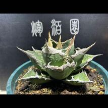 【輝泊園】多肉植物　アガベ チタノタ　狼人　強棘 特選 MAXAGAVE 珍しい　希少株　4_画像1