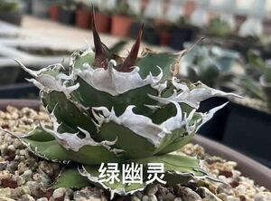 [ shining ..][ limited time -5 stock set ] succulent plant agave chitanota green .. a little over .5