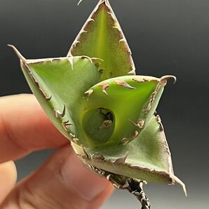 【輝泊園】【5株セット販売】多肉植物 アガベ チタノタ ハデス / Agave titanota Hades 極上刺 セット 5の画像3