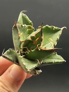 【輝泊園】多肉植物　特選 アガベ 多肉植物 チタノタ 鬼爪 雪峰 陽炎 強棘 極上美株 5