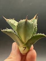 【輝泊園】多肉植物　アガベ チタノタ オレンジ火炎　特選 MAXAGAVE 珍しい　希少株　3_画像5