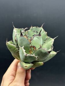 【輝泊園】多肉植物　アガベ チタノタ　黒鯨　強棘 超良型株　特選 MAXAGAVE 珍しい　超大株　親株 ⑥