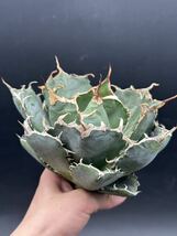 【輝泊園】多肉植物　アガベ チタノタ　白鯨　強棘 超良型株　特選 MAXAGAVE 珍しい　超大株　親株 ①_画像1