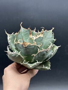 【輝泊園】多肉植物　アガベ チタノタ　白鯨　強棘 超良型株　特選 MAXAGAVE 珍しい　超大株　親株 ⑥