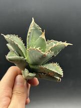 【輝泊園】多肉植物　アガベ チタノタ　狼人　強棘 特選 MAXAGAVE 珍しい　希少株　⑧_画像8