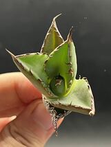 【輝泊園】【5株セット販売】多肉植物　アガベ チタノタ　ハデス / Agave titanota Hades 極上刺　セット 1_画像4