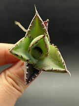 【輝泊園】【5株セット販売】多肉植物　アガベ チタノタ　ハデス / Agave titanota Hades 極上刺　セット 3_画像3