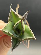 【輝泊園】【5株セット販売】多肉植物　アガベ チタノタ　ハデス / Agave titanota Hades 極上刺　セット 4_画像7