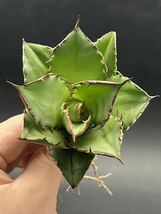 多肉植物　【特選】　3株セット　アガベ　agave titanota チタノタ『宝珠』　1_画像5