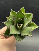 多肉植物　【特選】　3株セット　アガベ　agave titanota チタノタ『宝珠』　4_画像4