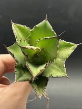 多肉植物　【特選】　3株セット　アガベ　agave titanota チタノタ『宝珠』　5_画像5