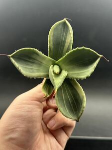 【輝泊園】多肉植物　アガベ 多肉植物 パリー トランカータ ライムストリーク 極上株 2