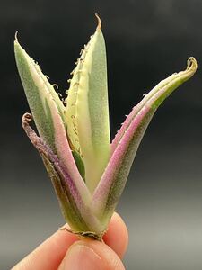 [ shining ..] succulent plant agave snagru toe s a little over . finest quality beautiful stock 6