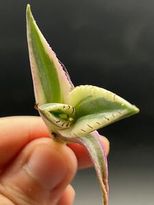 [ блестящий ..] суккулентное растение агава snagru палец на ноге s чуть более . первоклассный прекрасный АО 7