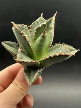 【輝泊園】多肉植物　アガベ チタノタ　狼人　強棘 特選 MAXAGAVE 珍しい　希少株　1_画像5