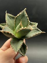 【輝泊園】多肉植物　アガベ チタノタ　狼人　強棘 特選 MAXAGAVE 珍しい　希少株　1_画像2