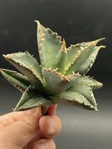 【輝泊園】多肉植物　アガベ チタノタ　狼人　強棘 特選 MAXAGAVE 珍しい　希少株　4_画像6