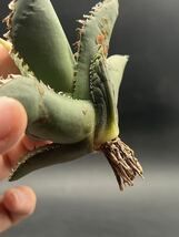 【輝泊園】多肉植物　アガベ チタノタ　狼人　強棘 特選 MAXAGAVE 珍しい　希少株　10_画像7