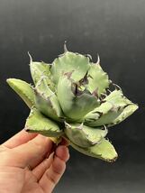 【輝泊園】多肉植物　アガベ チタノタ　黒鯨　強棘 超良型株　特選 MAXAGAVE 珍しい　超大株　親株 3_画像1