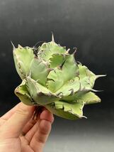 【輝泊園】多肉植物　アガベ チタノタ　黒鯨　強棘 超良型株　特選 MAXAGAVE 珍しい　超大株　親株 4_画像4