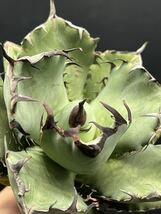 【輝泊園】多肉植物　アガベ チタノタ　黒鯨　強棘 超良型株　特選 MAXAGAVE 珍しい　超大株　親株 6_画像8