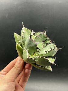 【輝泊園】多肉植物　アガベ チタノタ　黒鯨　強棘 超良型株　特選 MAXAGAVE 珍しい　超大株　親株 6