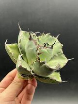 【輝泊園】多肉植物　アガベ チタノタ　黒鯨　強棘 超良型株　特選 MAXAGAVE 珍しい　超大株　親株 7_画像2