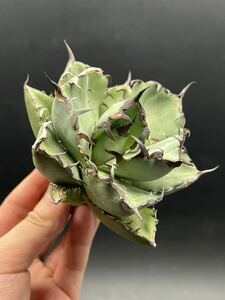 【輝泊園】多肉植物　アガベ チタノタ　黒鯨　強棘 超良型株　特選 MAXAGAVE 珍しい　超大株　親株 7