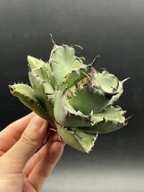 【輝泊園】多肉植物　アガベ チタノタ　黒鯨　強棘 超良型株　特選 MAXAGAVE 珍しい　超大株　親株 8_画像2