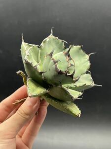 【輝泊園】多肉植物　アガベ チタノタ　黒鯨　強棘 超良型株　特選 MAXAGAVE 珍しい　超大株　親株 8