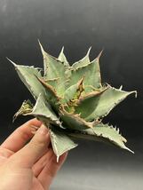 【輝泊園】多肉植物　アガベ チタノタ　海王　強棘 超良型株　特選 MAXAGAVE 珍しい　超大株　親株 1_画像5