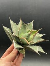 【輝泊園】多肉植物　アガベ チタノタ　海王　強棘 超良型株　特選 MAXAGAVE 珍しい　超大株　親株 1_画像2