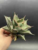 【輝泊園】多肉植物　アガベ チタノタ　海王　強棘 超良型株　特選 MAXAGAVE 珍しい　超大株　親株 2_画像6