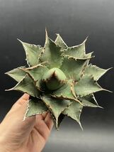 【輝泊園】多肉植物　アガベ チタノタ　海王　強棘 超良型株　特選 MAXAGAVE 珍しい　超大株　親株 6_画像5