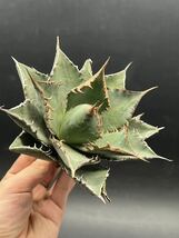 【輝泊園】多肉植物　アガベ チタノタ　海王　強棘 超良型株　特選 MAXAGAVE 珍しい　超大株　親株 8_画像5