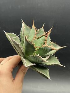[ shining ..] succulent plant agave chitanota sea . a little over . super good type stock special selection MAXAGAVE unusual super large stock parent stock 10