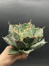 【輝泊園】多肉植物　アガベ チタノタ　白鯨　強棘 超良型株　特選 MAXAGAVE 珍しい　超大株　親株　4_画像1