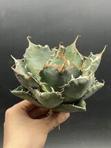 【輝泊園】多肉植物　アガベ チタノタ　白鯨　強棘 超良型株　特選 MAXAGAVE 珍しい　超大株　親株　5_画像4