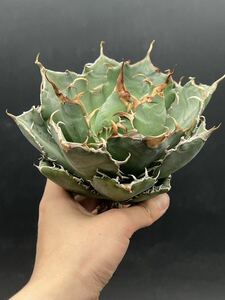 【輝泊園】多肉植物　アガベ チタノタ　白鯨　強棘 超良型株　特選 MAXAGAVE 珍しい　超大株　親株　6