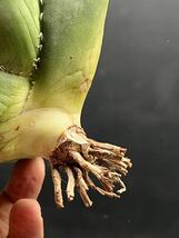 【輝泊園】多肉植物　アガベ チタノタ　白鯨　強棘 超良型株　特選 MAXAGAVE 珍しい　超大株　親株　9_画像6