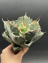 【輝泊園】多肉植物　アガベ チタノタ　白鯨　強棘 超良型株　特選 MAXAGAVE 珍しい　超大株　親株　9_画像1