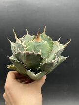 【輝泊園】多肉植物　アガベ チタノタ　白鯨　強棘 超良型株　特選 MAXAGAVE 珍しい　超大株　親株　10_画像4