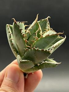 [ shining ..] special selection succulent plant agave chitanota. finger . dragon a little over . finest quality beautiful stock ultra rare 3